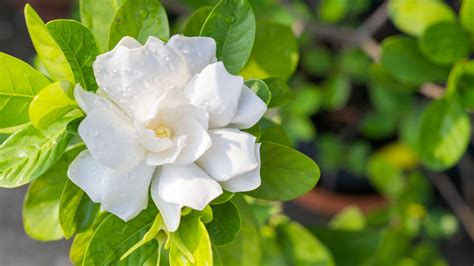 How Much And How Often Should You Water Gardenias