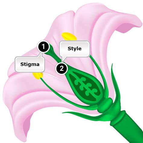 13 Controlled Hybridization Self Incompatibility Male Sterility And Sex Inheritance