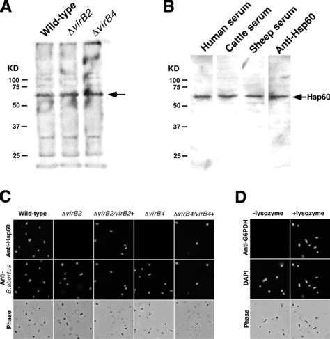 Virb Complex Dependent Surface Expression Of Immunodominant Hsp60