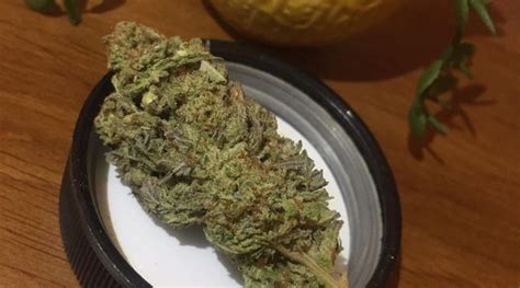 Strain Review: MAC Stomper OG by CannasseurChicago - The Highest Critic