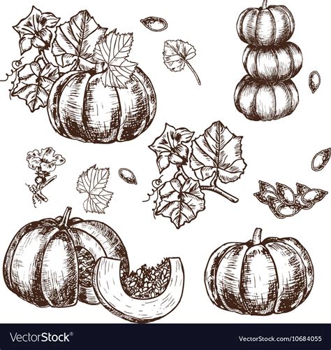 Hand Drawn Set Sketch Pumpkin Leaves Royalty Free Vector