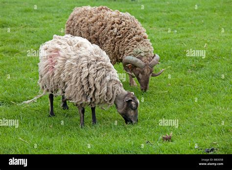 Shetland Sheep Ram And Ewe Cotswold Farm Park Temple Guiting Glos Uk