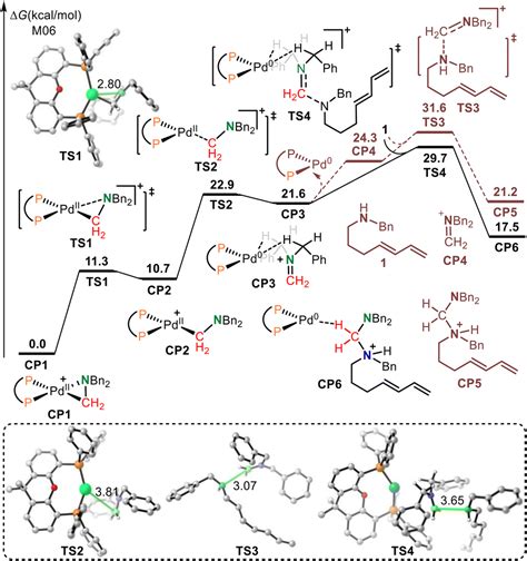 Cn Bond Metathesis Mechanistic Insight Into Palladium Catalyzed Ring