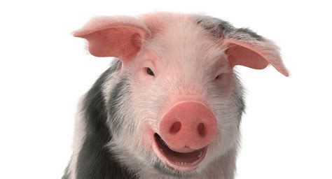 Pig Piglet Pietrain With Fur Standing Pose 3d 3d Molier International