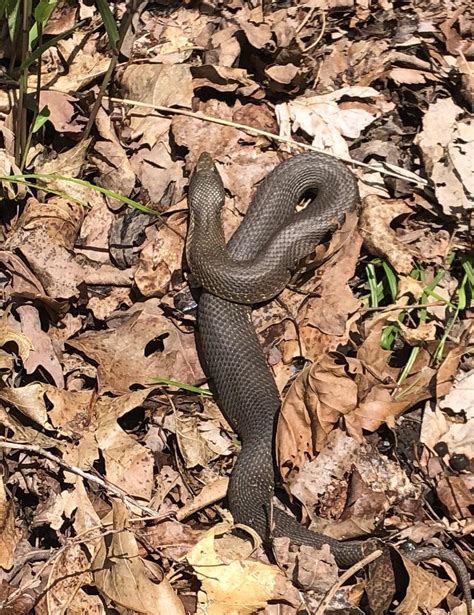 Can Anyone Identify This Snake I Almost Stepped On It Next To The Lake