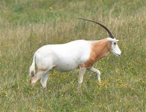 Definitive Guide To Scimitar-horned Oryx Facts, Habitat, Conservation ...