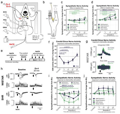 GLP1 Receptors Modulate Basal And Chemoreflex Evoked Sympathetic Nerve