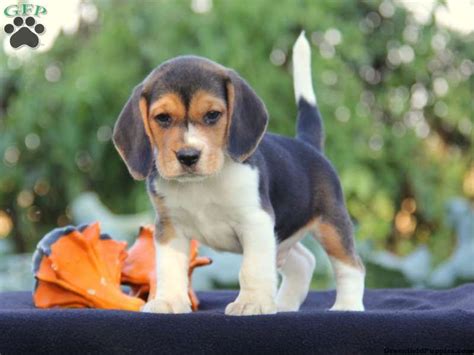 How Much Do Beagle Puppies Cost