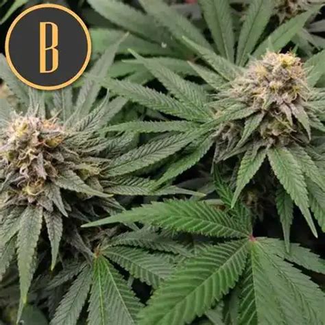 Buy American Autoflower Seeds Online Blimburn Seeds