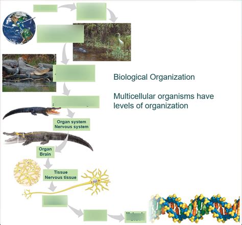 Biological Organization Diagram | Quizlet