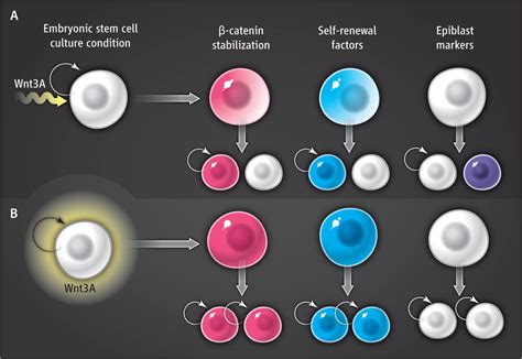 Making A Point With Wnt Signals Science