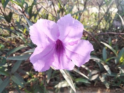 lavender flower petals growing in the garden 11998773 Stock Photo at ...