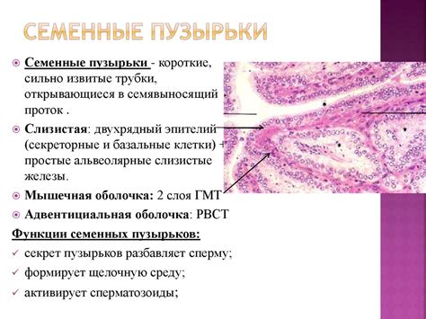 Предстательная железа ее строение и функции - фото презентация