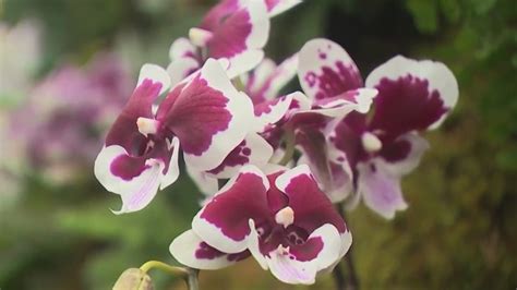 Orchid Show at NY Botanical Garden returns next month – PIX11