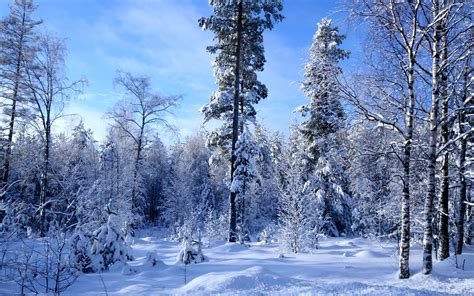 Download Tree Forest Snow Nature Winter Hd Wallpaper