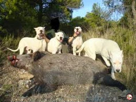 Dogos Argentinos Mejores Cazadores De Jabalies