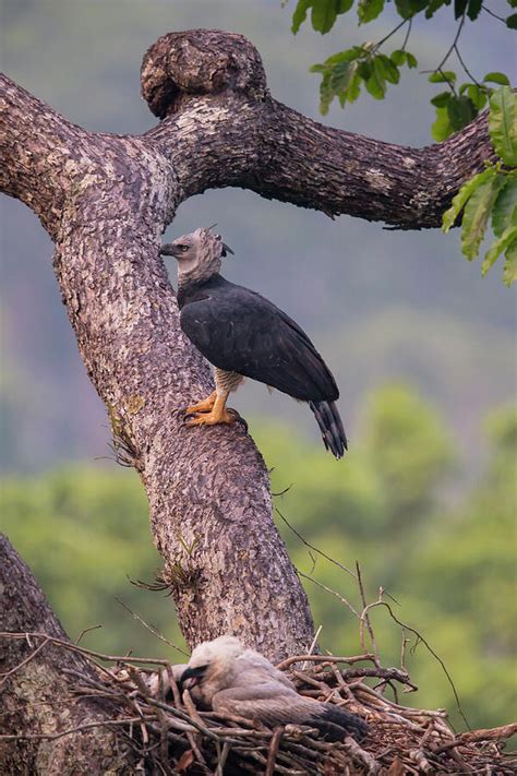 Harpy Eagle Female With Chick On Nest Chick Feeding 2 Photograph