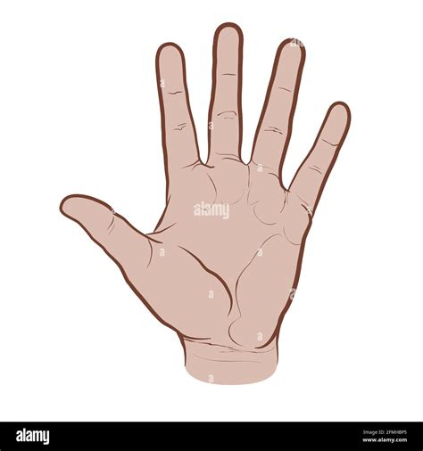 Palm side view of the hand, colored version. Flat vector drawing isolated on white background ...