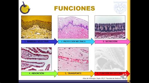 T1c4e1 Tejido Epitelial Generalidades Youtube