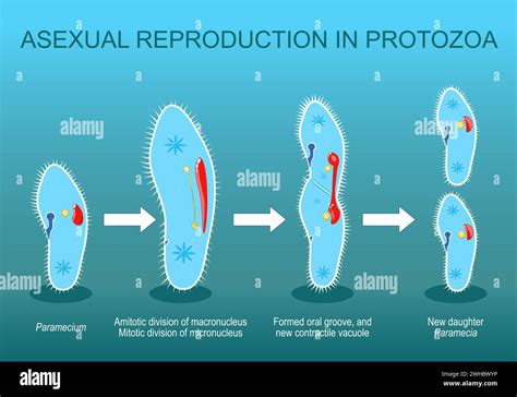 Asexual Reproduction In Protozoa Paramecia Division Isometric Vector Flat Illustration Stock