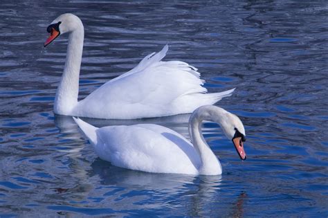 Lago De Los Cisnes Niebla T Xica Foto Gratis En Pixabay Pixabay