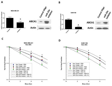 Inhibition Of Mir 33a Increases Hdl Induced Radiosensitization A B