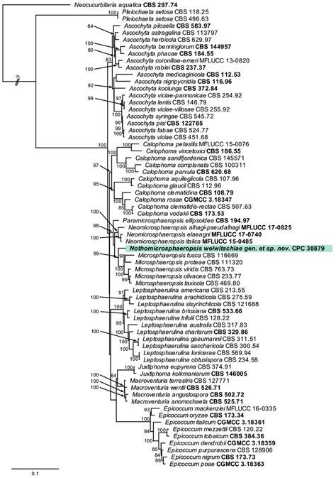 Consensus Phylogram Majority Rule Obtained From The Maximum