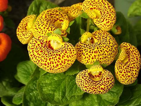 Calceolaria, How to Grow and Care for Pouch Flowers and Pocketbook ...