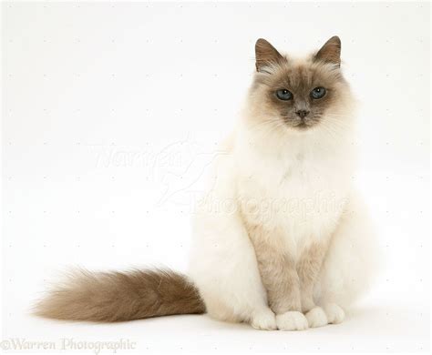 Blue point birman cat Birman Kittens, Domestic Cat Breeds, White ...