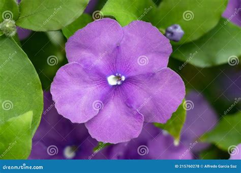 Brunfelsia Pauciflora Or Calycina Jasmine Of Paraguay Is A