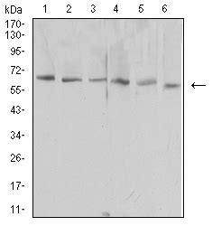 HAVCR1 Purified Mouse Monoclonal Antibody WB IHC ICC E Buy Now