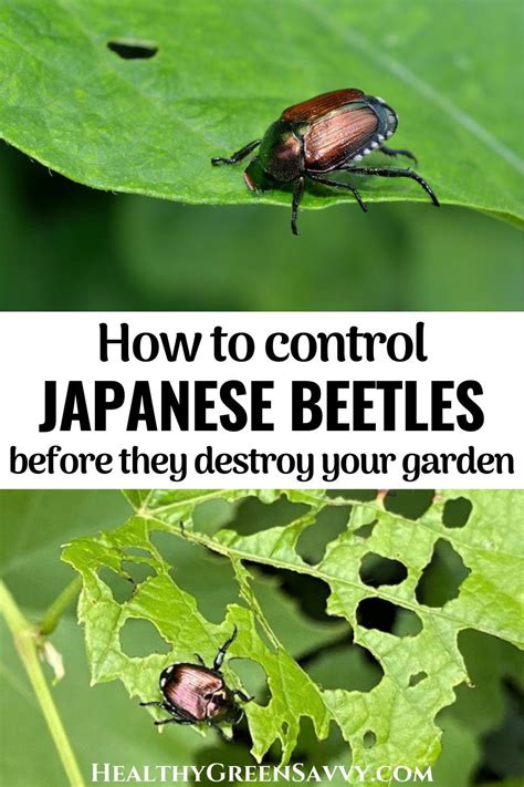 How To Get Rid Of Japanese Beetles Before They Destroy Your Garden