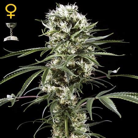 Super Lemon Haze Feminized Cannabis Seeds By Green House Seeds