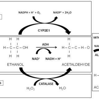 Oxidative pathways of alcohol metabolism. The enzymes alcohol ...