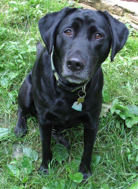 Black Lab Names For A Boy at Florence Turner blog