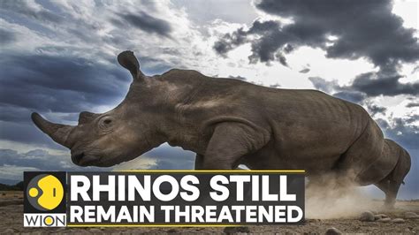 South African Rhino Poaching Drops During Covid 19 Pandemic Latest