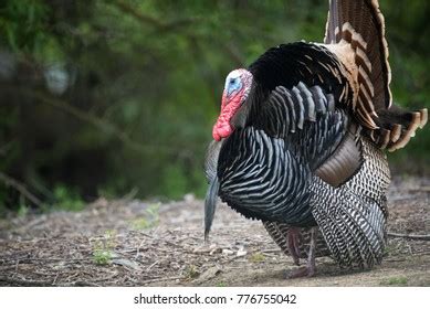 Wild Male Turkey Strutting Feathers Females Stock Photo 776755042 ...