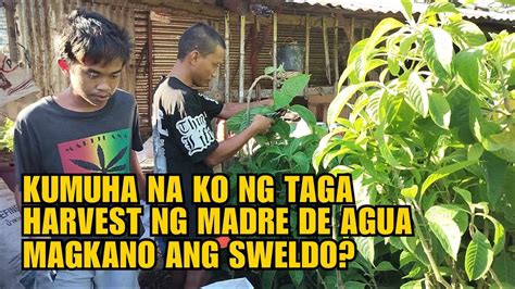 Kumuha Na Ko Ng Taga Harvest Ng Madre De Agua Magkano Ang Sweldo Youtube