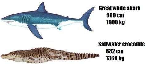 Saltwater Crocodile vs Great White Shark | The World of Animals