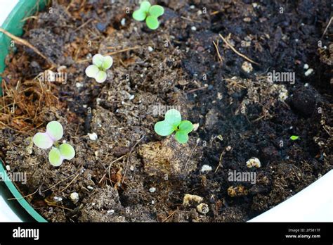 Growing Kale Seeds In Soil In A Pot Stock Photo Alamy