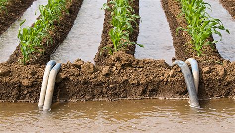 Riego Agrícola Con Agua Residual Y Sus Implicaciones En La Salud Caso