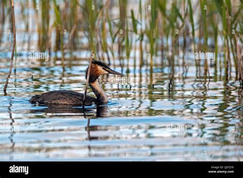 Great Crested Grebe Podiceps Cristatus From Vejlerne Northern