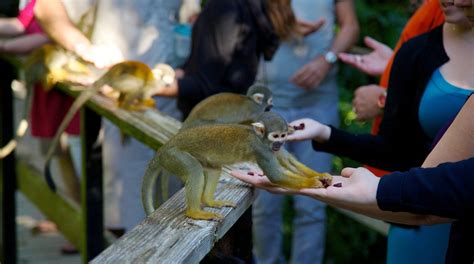 Monkey Jungle Tours Book Now Expedia