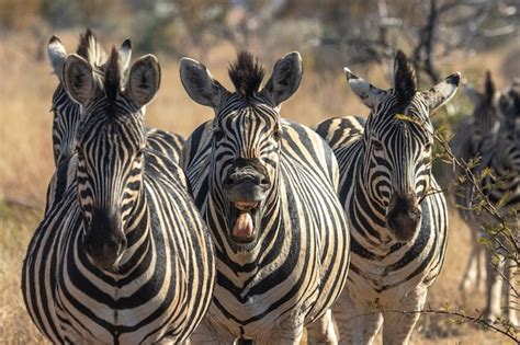 Premium Photo | Photo of african wildlife animals family