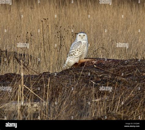 Snowy Owl Bubo Scandiacus Stock Photo Alamy