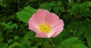 Rosa canina proprietà benefici e controindicazioni