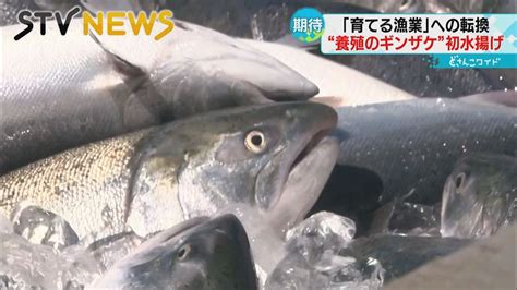 【新たな秋の味覚】養殖“ギンザケ”初水揚げ 育てる漁業へ転換 釧路市 Youtube