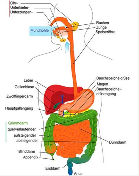 Biologie Das Verdauungssystem Aus Kost Wird Kot Unterricht