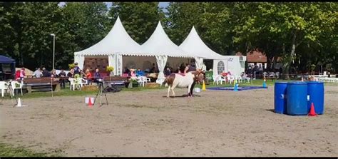 Poneys Shetland Jument 14 Ans 108 Cm Pinto In Zetel