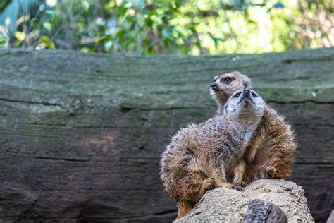 Descuentos Para Colectivos BIOPARC Fuengirola